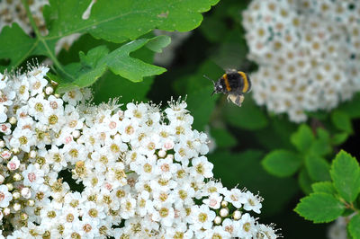 Close-up of bee pollinating on flowers