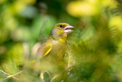 Close-up of songbird perching on plant