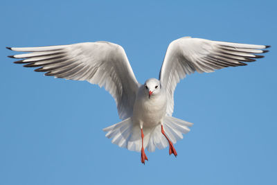 Low angle view of bird flying against blue sky