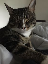 Close-up of cat resting on bed at home