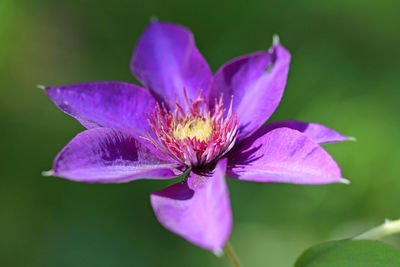 Clematis blüte