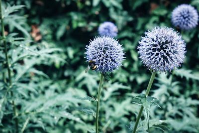 Close-up of purple flowering plants on field