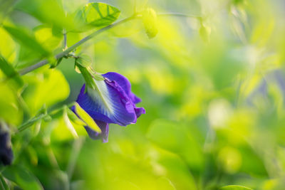 Close-up of purple flowering plant