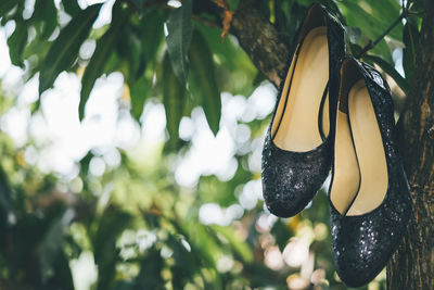 Close-up of shoes hanging on tree