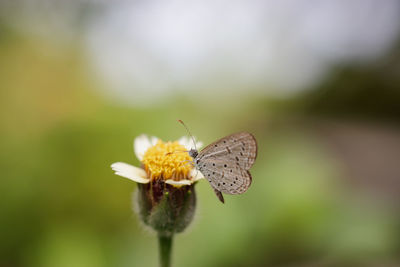 Close-up of butterfly pollinating on yellow flower