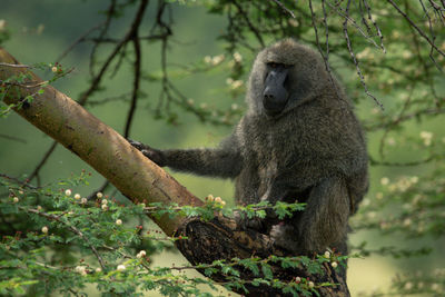 Monkey sitting in a forest