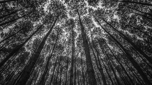 Low angle view of trees in forest