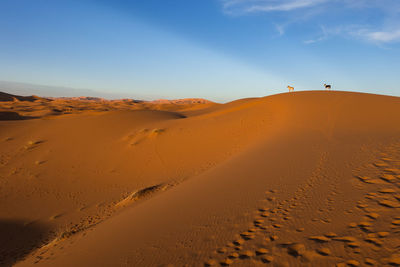 Erg chebbi desert at sunset, sahara, morocco