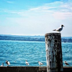 Seagull flying over sea