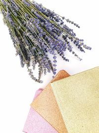 Low angle view of plant against wall