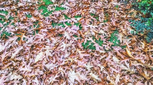 Full frame shot of leaves