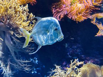 Fish swimming in sea