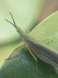 Close-up of insect on leaf