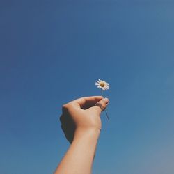 Cropped hand holding flower