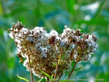 Close-up of wilted flowering plant on field