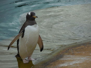 High angle view of a bird on beach