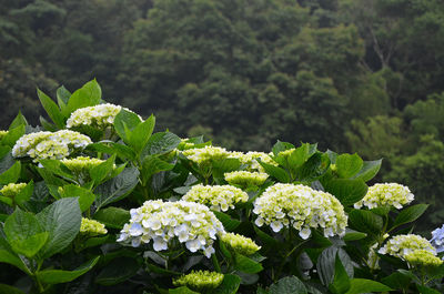 Close-up of flowers blooming outdoors