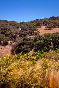 Plants growing on land against clear blue sky