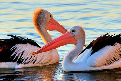 Bird in water