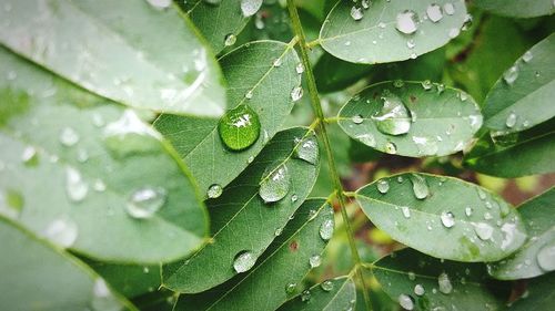 Close-up of dew drops on leaf