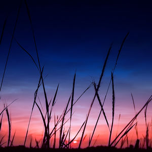 Close-up of silhouette plants on field against sunset sky