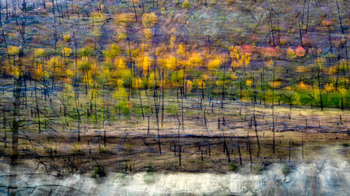 Scenic view of lake in forest