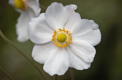 Close-up of white flower