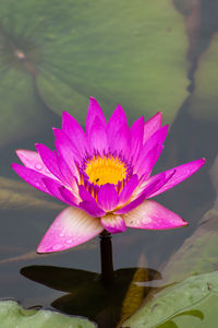 Close-up of water lily in lake