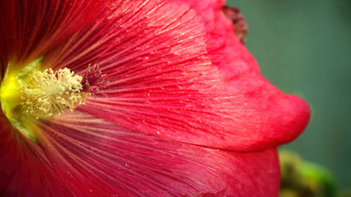 Close-up of red hibiscus blooming outdoors