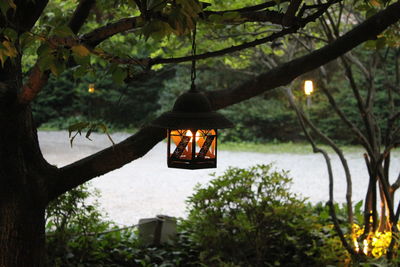 Illuminated lantern hanging on tree by plants