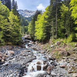 Scenic view of river amidst trees in forest during autumn