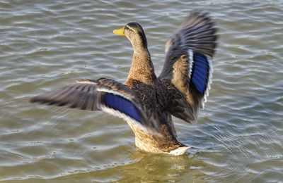 Bird flying over lake