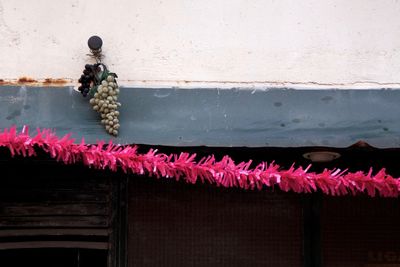 Close-up of pink flowers hanging on wall