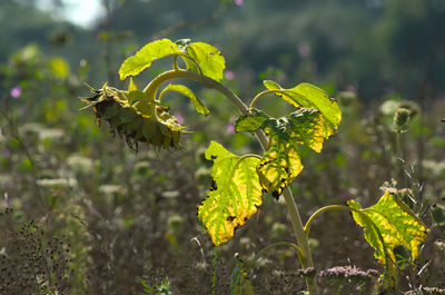 Close-up of yellow flowering plant