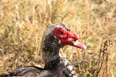 Close-up of muscovy duck on sunny day