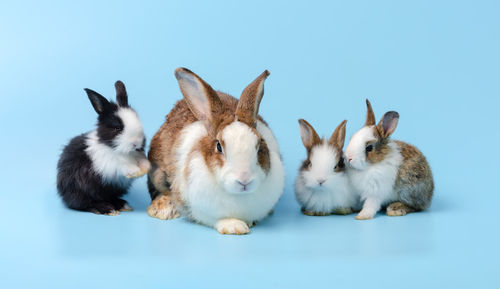 Group of sheep against white background