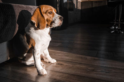 The beagle dog sits in the living room in the sun, looks out the window.
