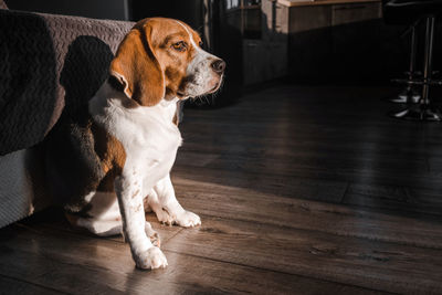 Dog looking away while sitting on hardwood floor