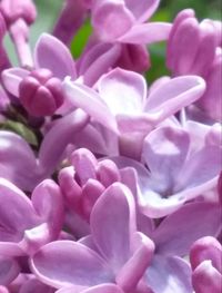 Full frame shot of pink flowers