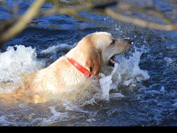 Dog in sea