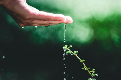 Close-up of hand holding plant against blurred background