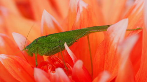 Close-up of insect on flower