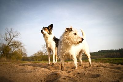 View of animals on field