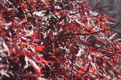 Close-up of red maple leaves on tree