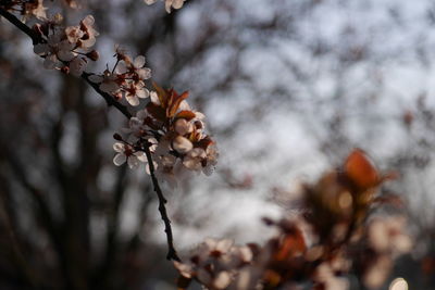 Close-up of cherry blossoms in spring