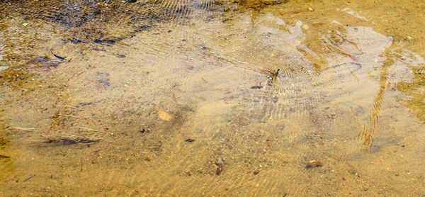 High angle view of starfish in the field