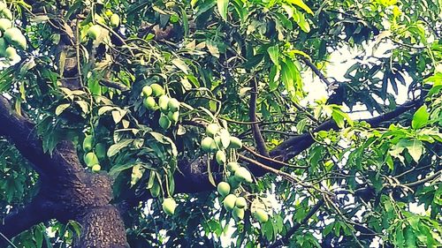 Low angle view of horse on tree