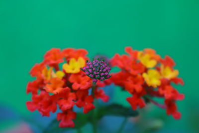 Close-up of red flowers