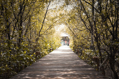 Footpath amidst trees during autumn