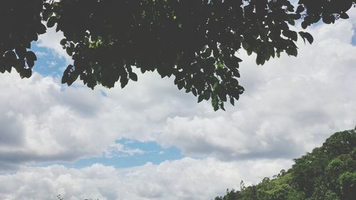 Low angle view of tree against sky